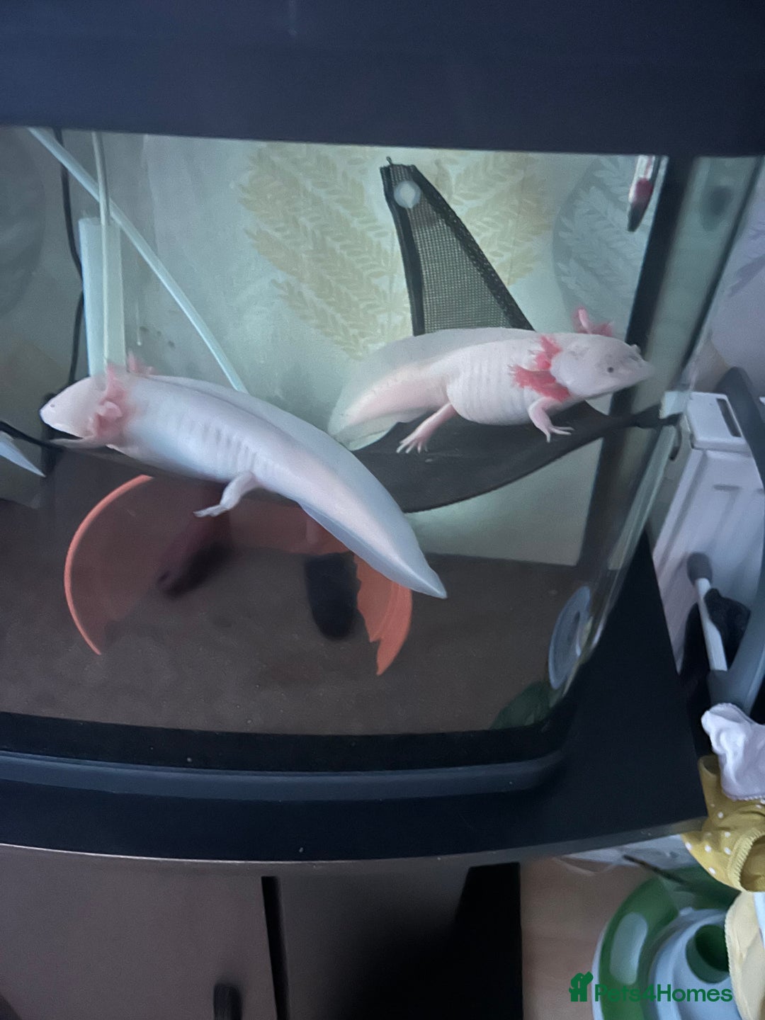 Axolotl reptiles for sale: Two axolotls need new home  - Advert 1