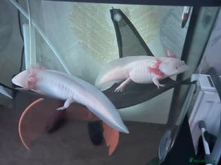 Axolotl reptiles Two axolotls need new home - Advert 1