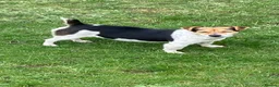 Jack Russell dogs for sale: Miniture Jack russell - Advert 4