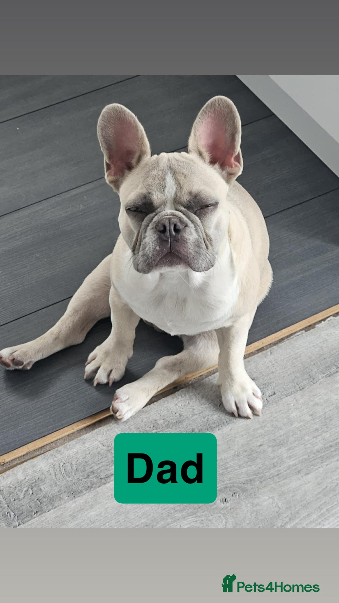 French Bulldog dogs for sale: Frenchie puppies - Advert 3