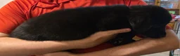 German Shepherd dogs for sale: German Shepard x Labrador pups for sale - Advert 5