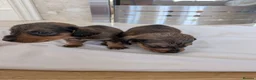 Mixed Breed dogs for sale: 3/4 dachshund 1/4 jack Russell - Advert 19