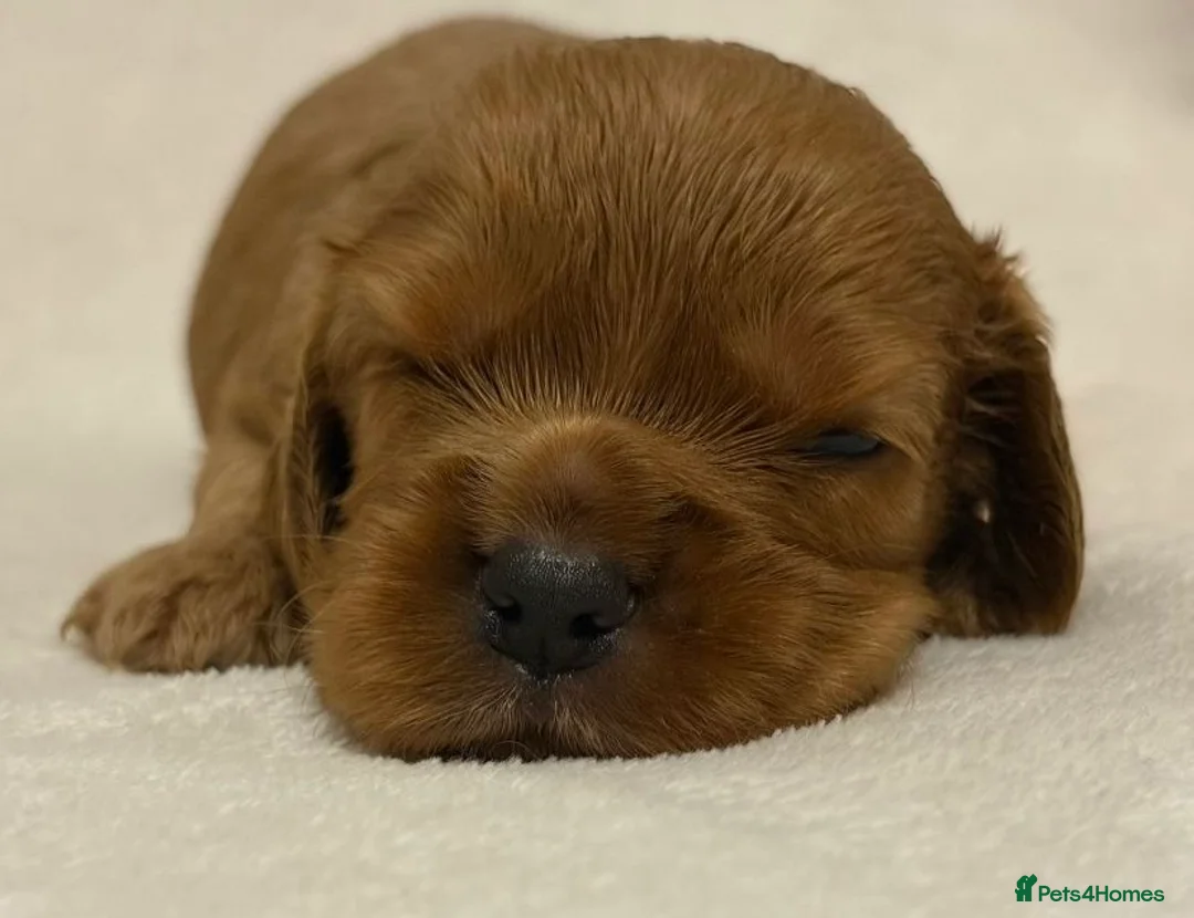 Cockalier dogs for sale: Superb Cockalier puppies - health tested parents - Advert 3