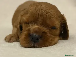 Cockalier dogs Superb Cockalier puppies - health tested parents - Advert 11