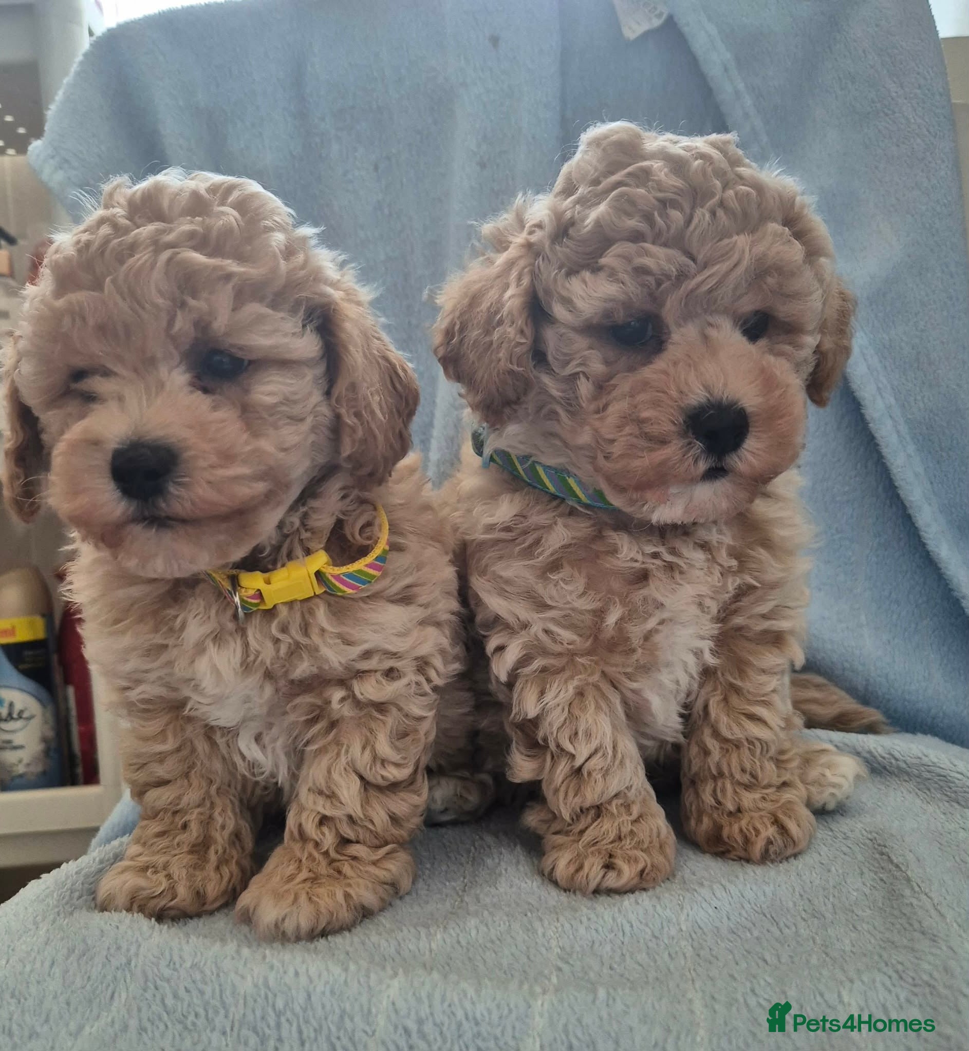 Maltipoo dogs Maltipoo boys  - Advert 4