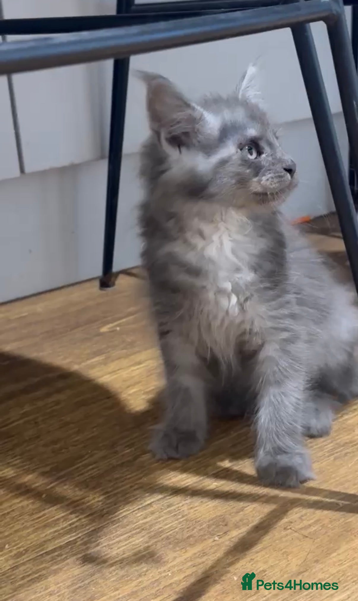 Maine Coon cats TICA Health Tested Maine Coon🐱 ready to leave   - Advert 1