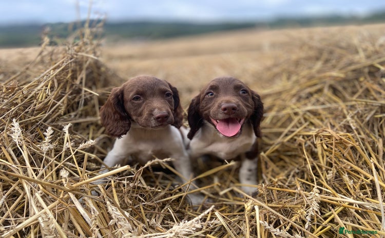 English Springer Spaniel dogs - Advert 3