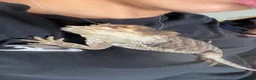 Bearded Dragon reptiles for sale: Bearded dragon + full set up in Southend-on-Sea - Advert 3