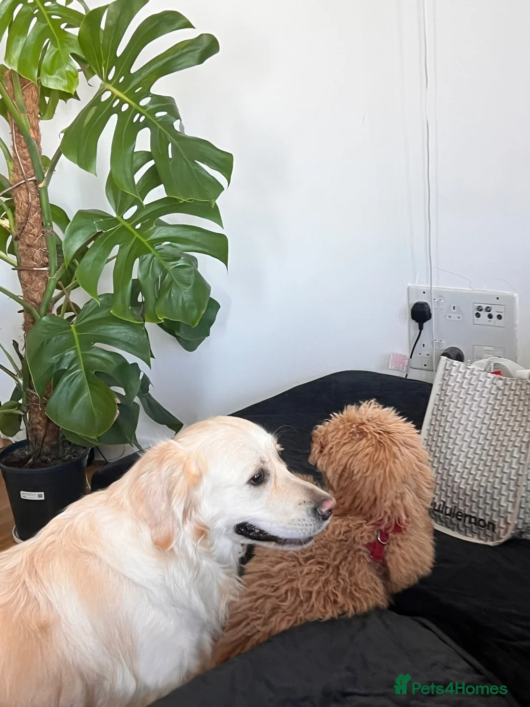 Cockapoo dogs for sale: Happy Boy Ready To Move To A New Loving House - Advert 9