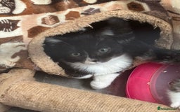 Mixed Breed cats for sale: 2 lovely boys available  - Image 4