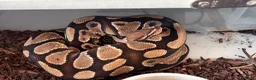 Python Snake reptiles for sale: Collection of Royals  - Advert 5