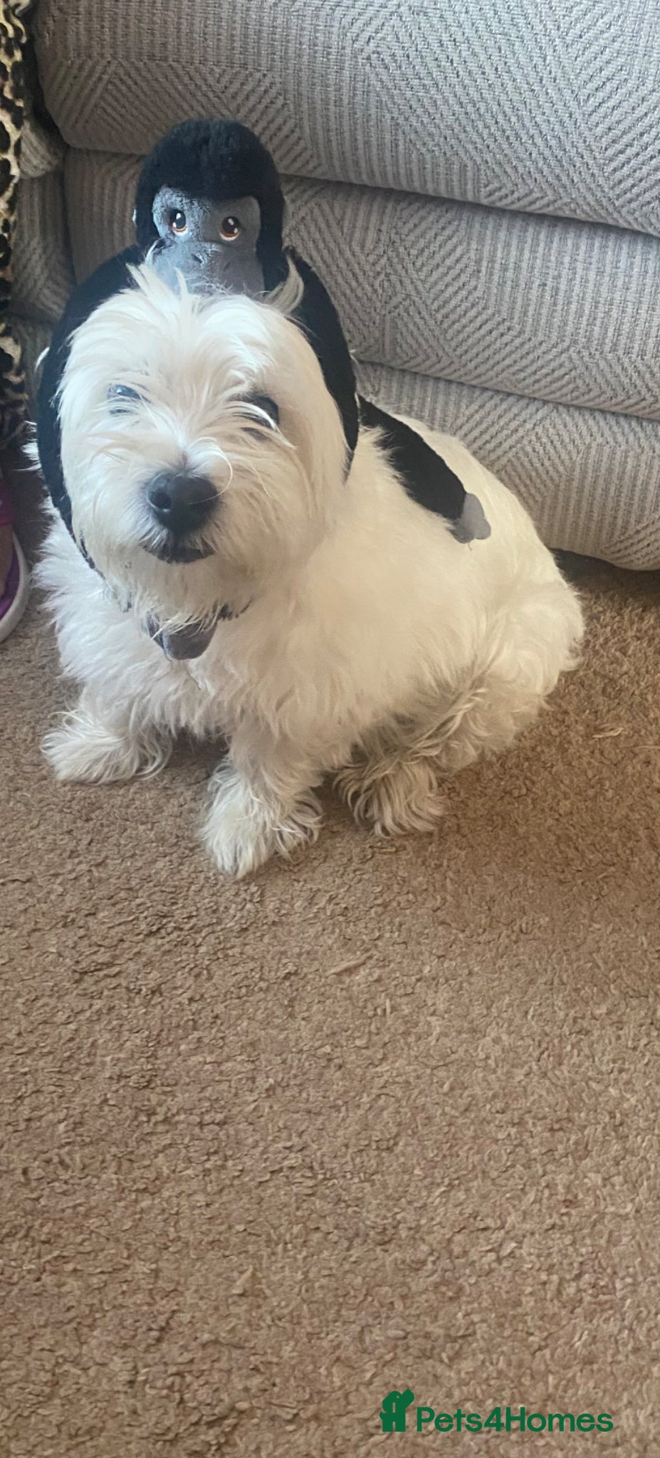 West Highland Terrier dogs for sale: Beautiful Westies - Advert 3