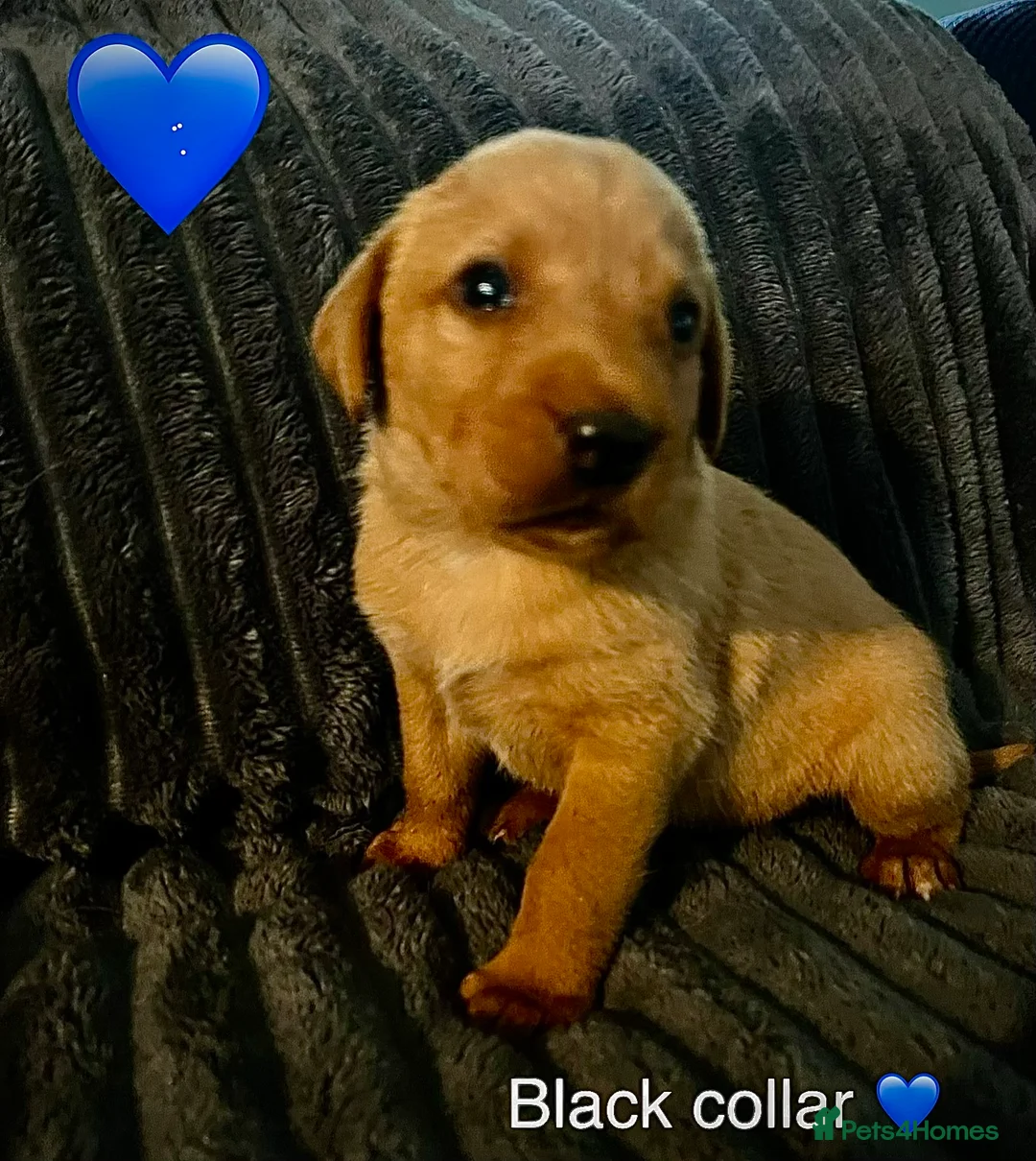 Labrador Retriever dogs for sale: KC registered Fox Red Labrador puppies - Advert 14