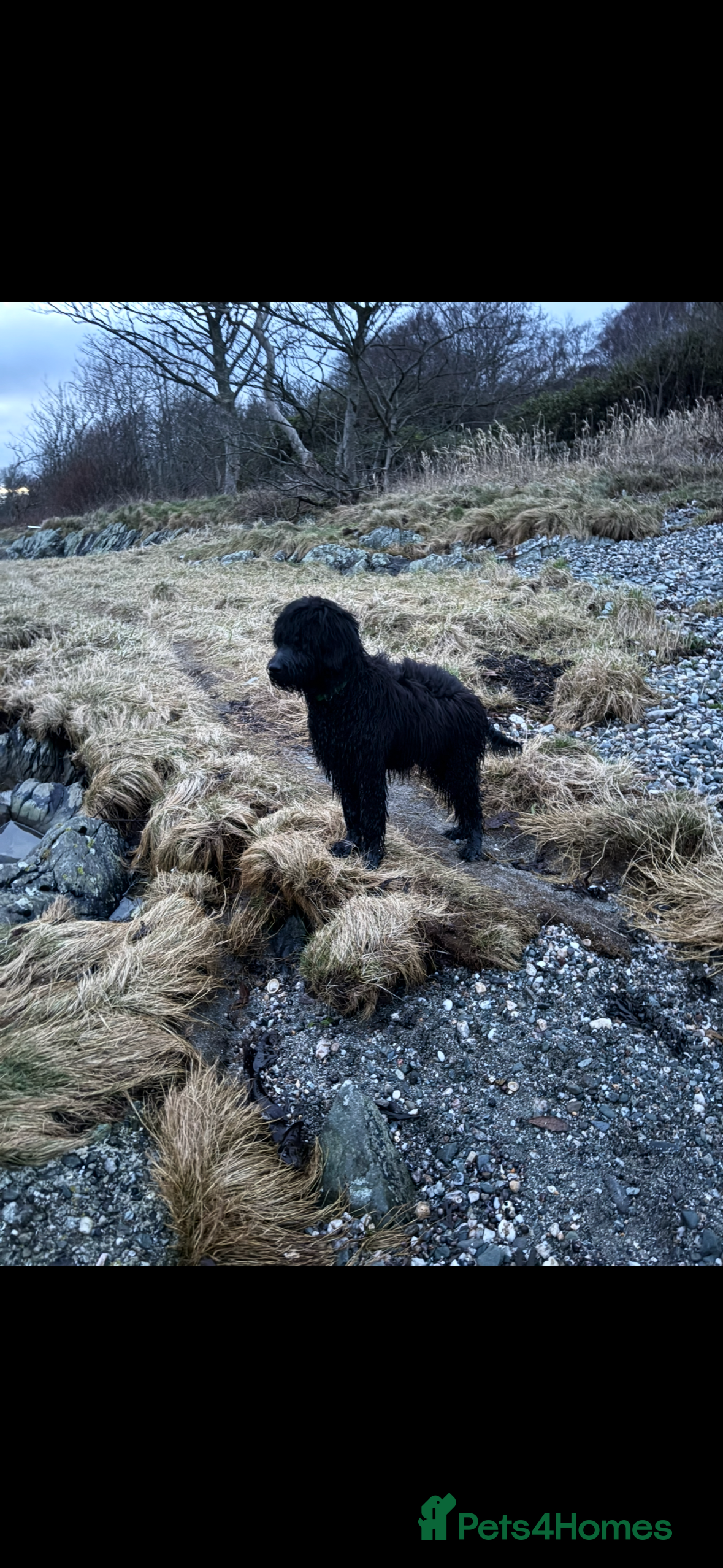 Goldendoodle dogs Golden doodle  in Dunoon - Advert 15
