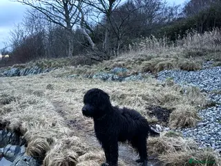 Goldendoodle dogs Golden doodle in Dunoon - Advert 15