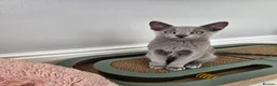 Russian Blue cats for sale: GCCF REGISTERED RUSSIAN BLUE KITTENS  - Advert 6