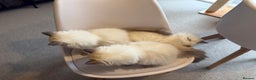Ragdoll cats for sale: 6 Gorgeous Full Breed Ragdoll Kittens Ready to Go! - Advert 9