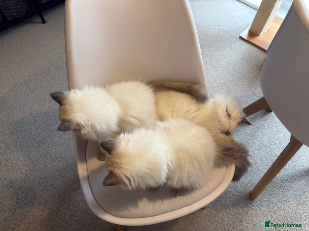 Ragdoll cats for sale: 6 Gorgeous Full Breed Ragdoll Kittens Ready to Go! - Advert 9