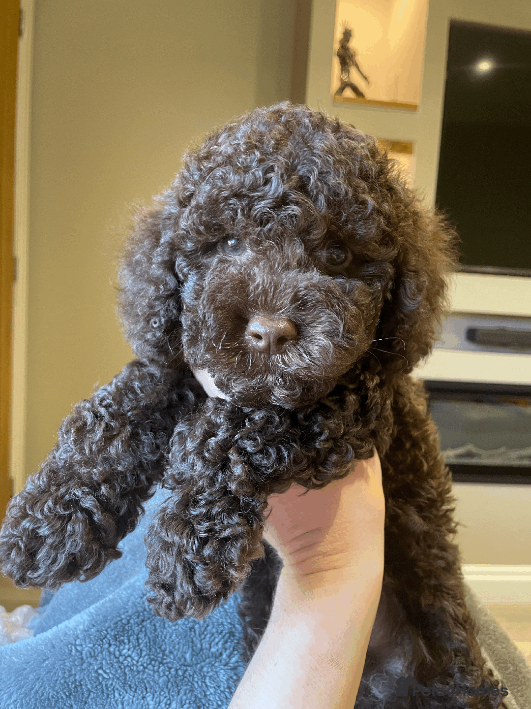 Cockapoo dogs for sale: F1b Toy Cockapoo puppy - Advert 9