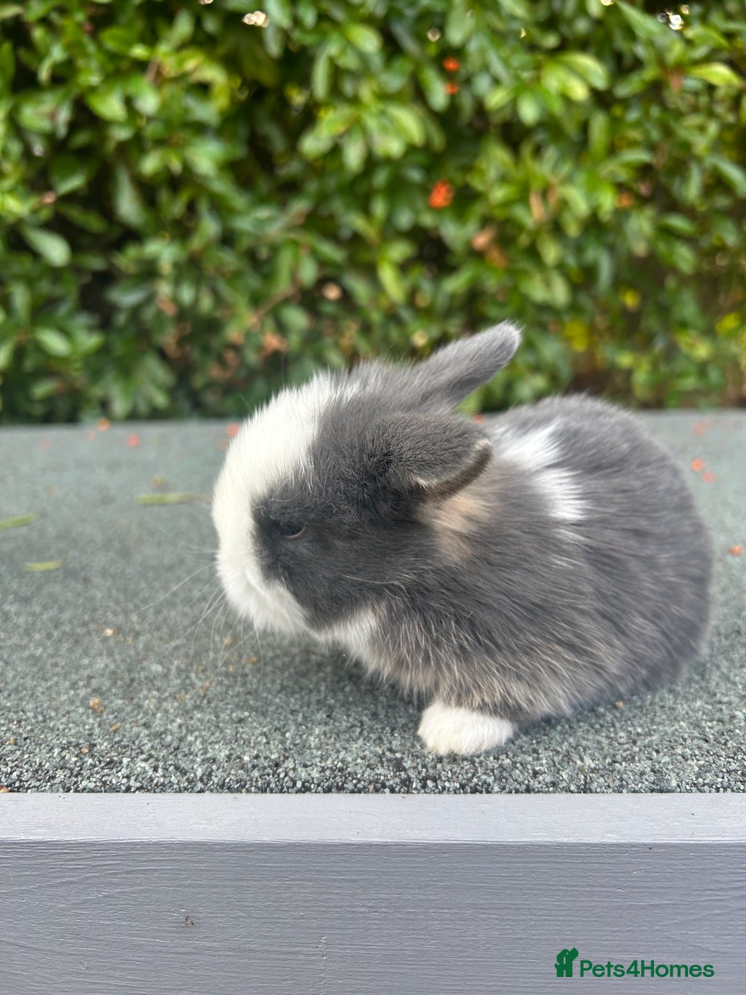 Mini Lop rabbits for sale: 3 beautiful mini lop rabbits for sale  - Image 7