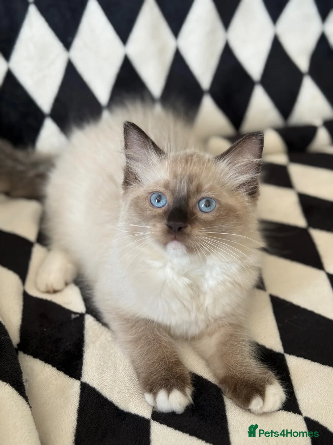 Ragdoll cats for sale: Chunky Ragdoll kittens  - Advert 1