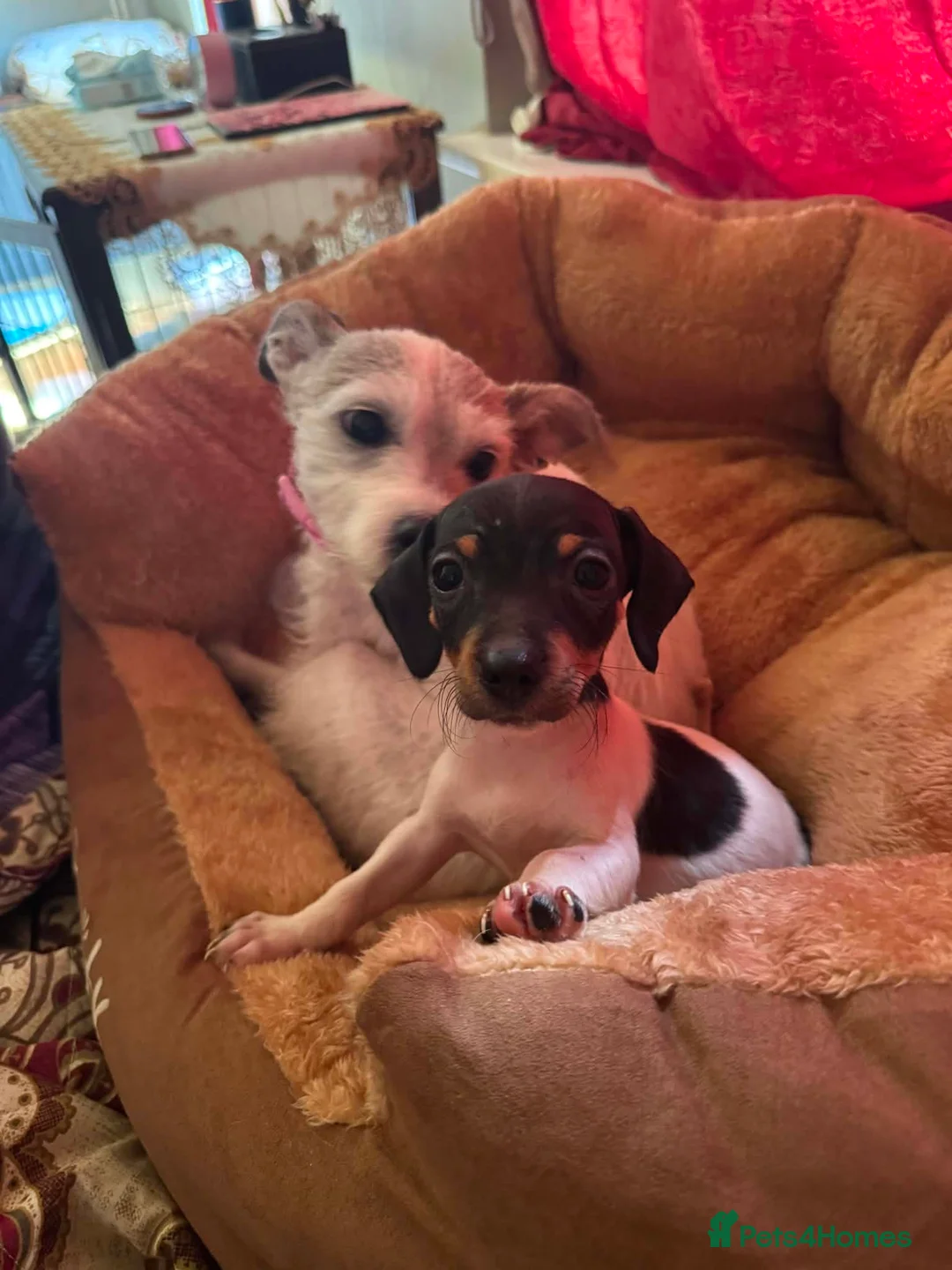 Jack Russell dogs for sale: Jack Russell terrier puppy  in Deal - Advert 2