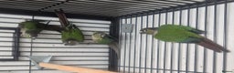 Parakeets birds for sale: Finches canarys doves parakeet  - Advert 11