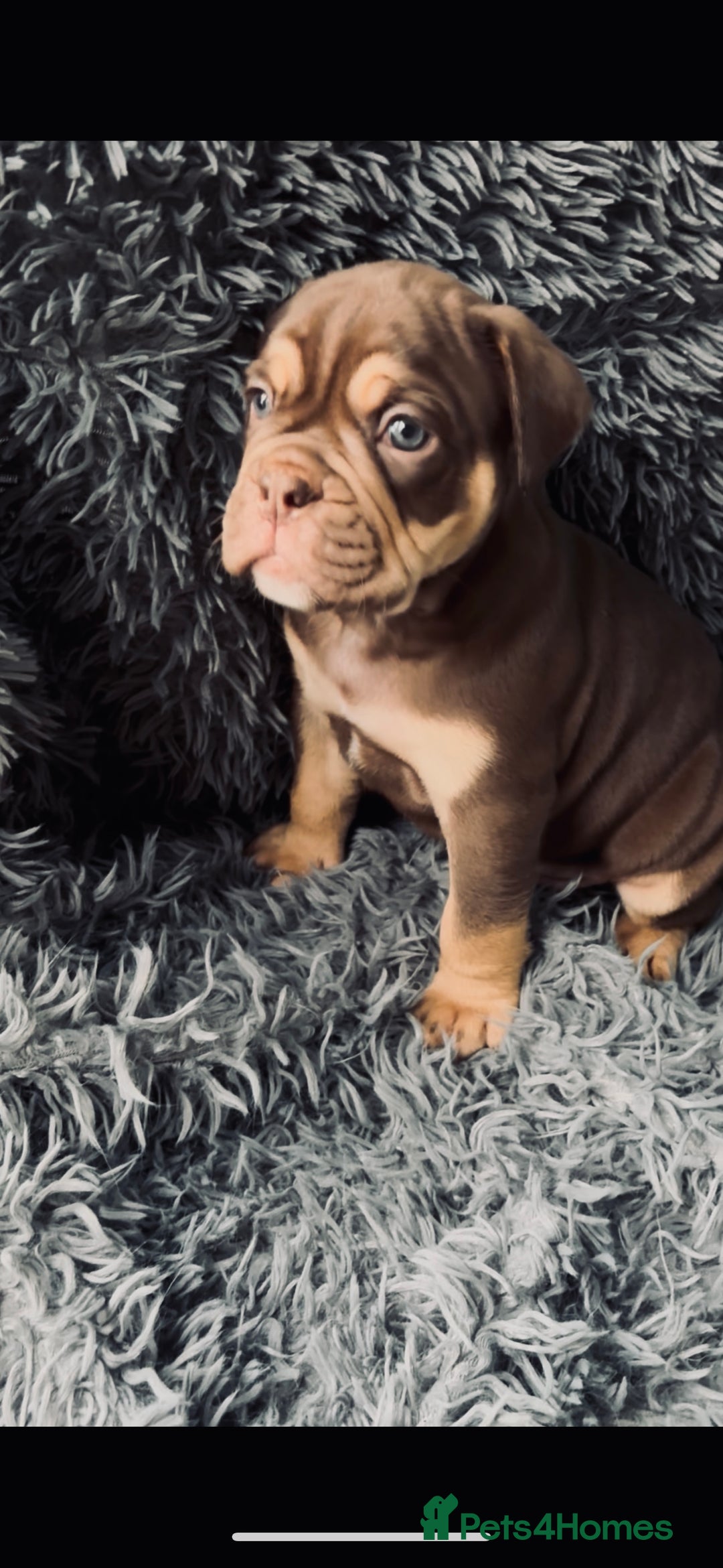 Olde English Bulldogge dogs for sale: Olde English Bulldogge Puppies - Image 5