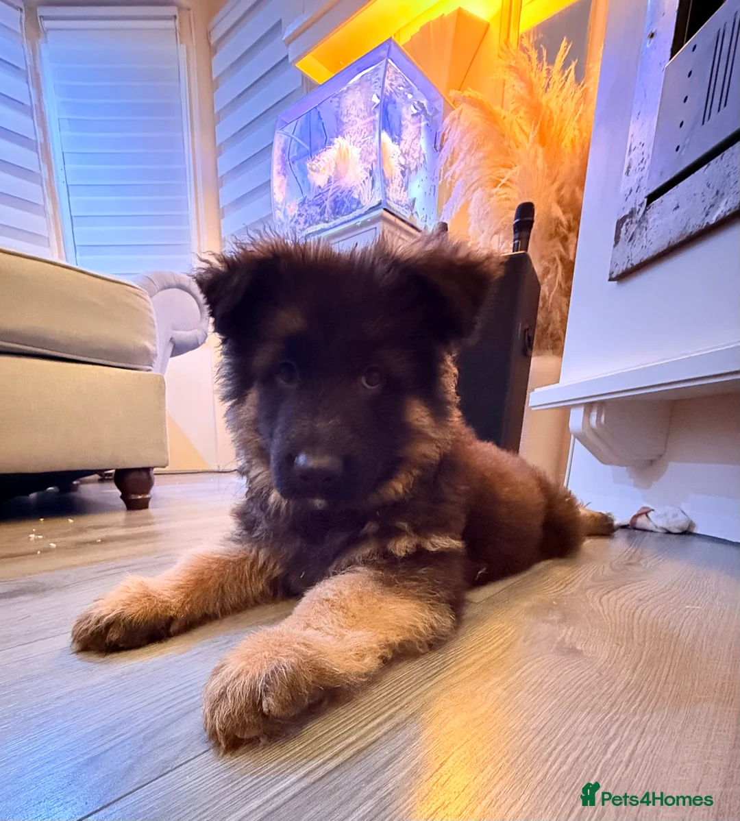 German Shepherd dogs for sale: Kc Registered Long Haired German Shepherd Puppies - Advert 21