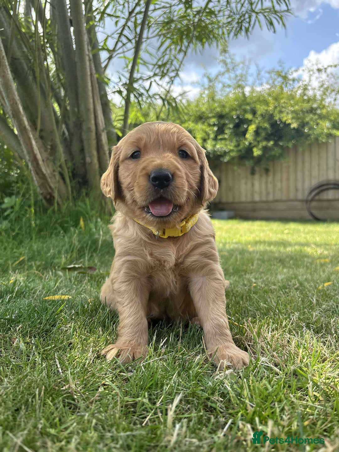 Golden Retriever dogs for sale: Kc pedigree golden retrievers (fox red  in Malton - Image 9