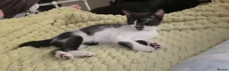 Domestic Shorthair cats for sale: 2 loving sweet kittens looking for a new home - Advert 10
