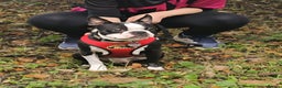 Boston Terrier dogs for stud: KC Reg Boston Terrier for Stud - Advert 8