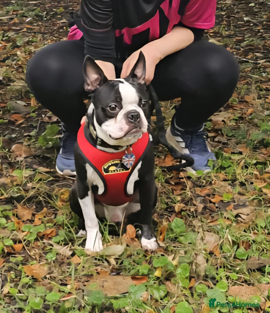Boston Terrier dogs for stud: Proven KC Reg Boston Terrier for Stud - Advert 7