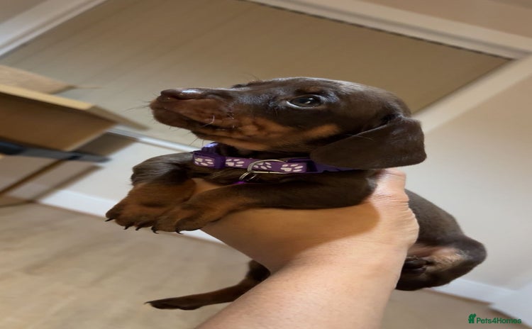 Miniature Dachshund dogs - Advert 10