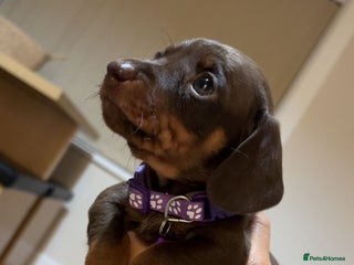 Miniature Dachshund dogs - Advert 14