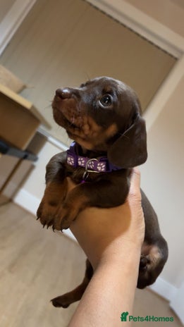 Miniature Dachshund dogs - Advert 6
