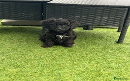 Cavapoo dogs for sale: Ready now Cavapoo puppies for sale  - Image 5