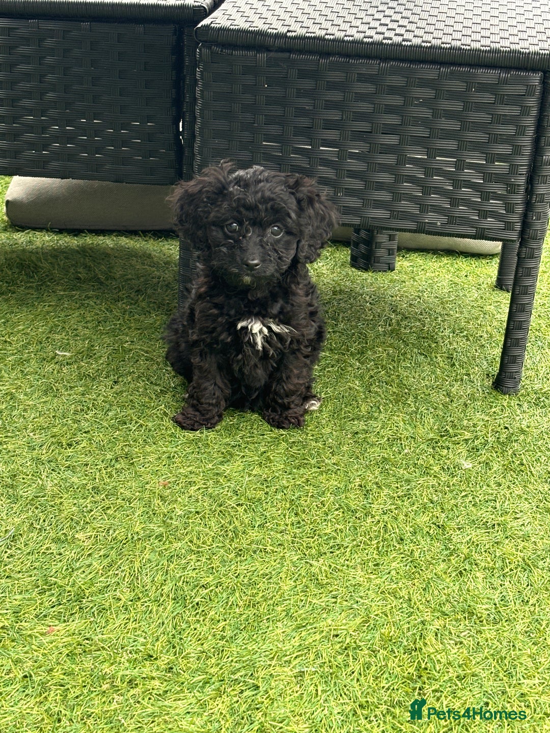 Cavapoo dogs for sale: Ready now Cavapoo puppies for sale  - Image 5