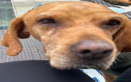 Mixed Breed dogs for adoption: Makis , a loving Cypriot boy  - Image 11