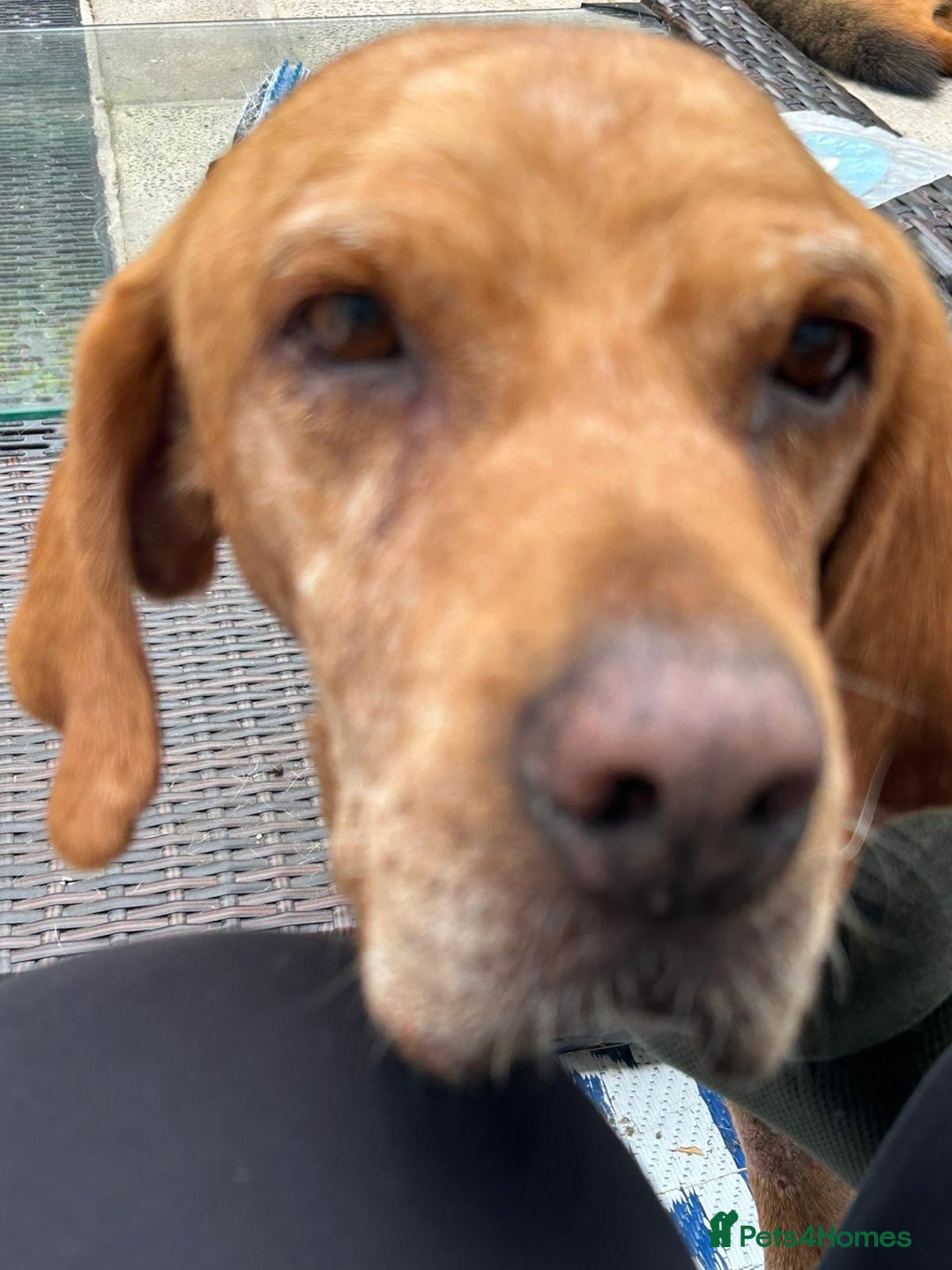 Mixed Breed dogs for adoption: Makis , a loving Cypriot boy  - Image 11
