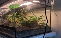 Gecko reptiles for sale: Male Crested Gecko with Bioactive Tank - Image 8
