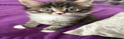 Maine Coon cats for sale: 3/4 Maine Coon kittens  in Ryton - Advert 11