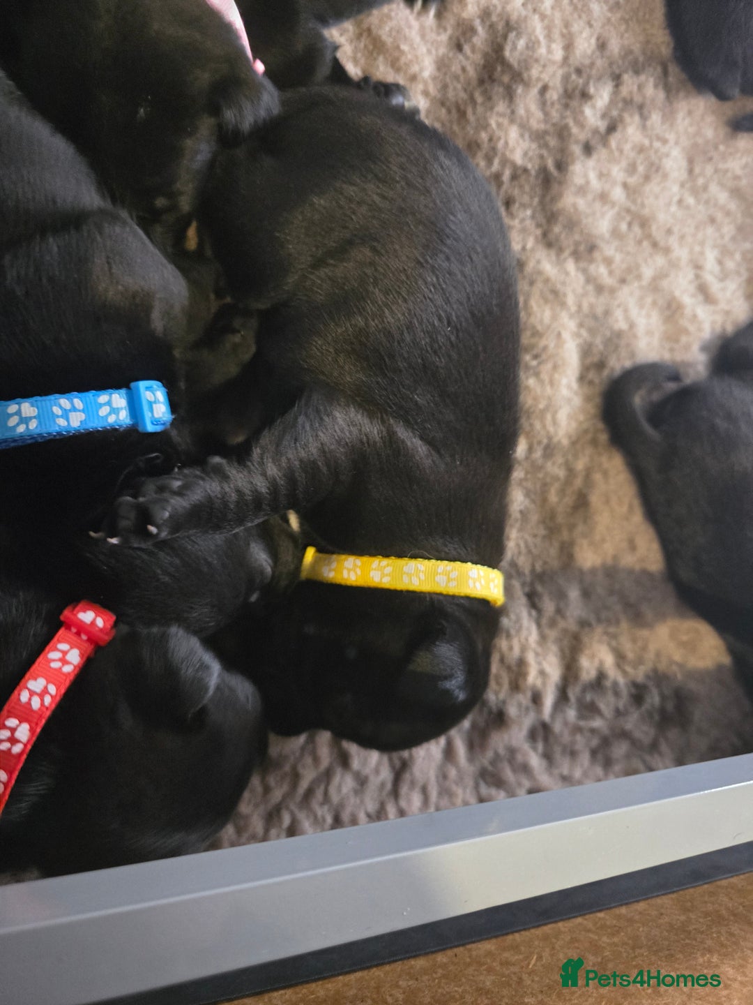 Staffordshire Bull Terrier dogs for sale: Kc registered Staffordshire bullterrier  - Advert 10