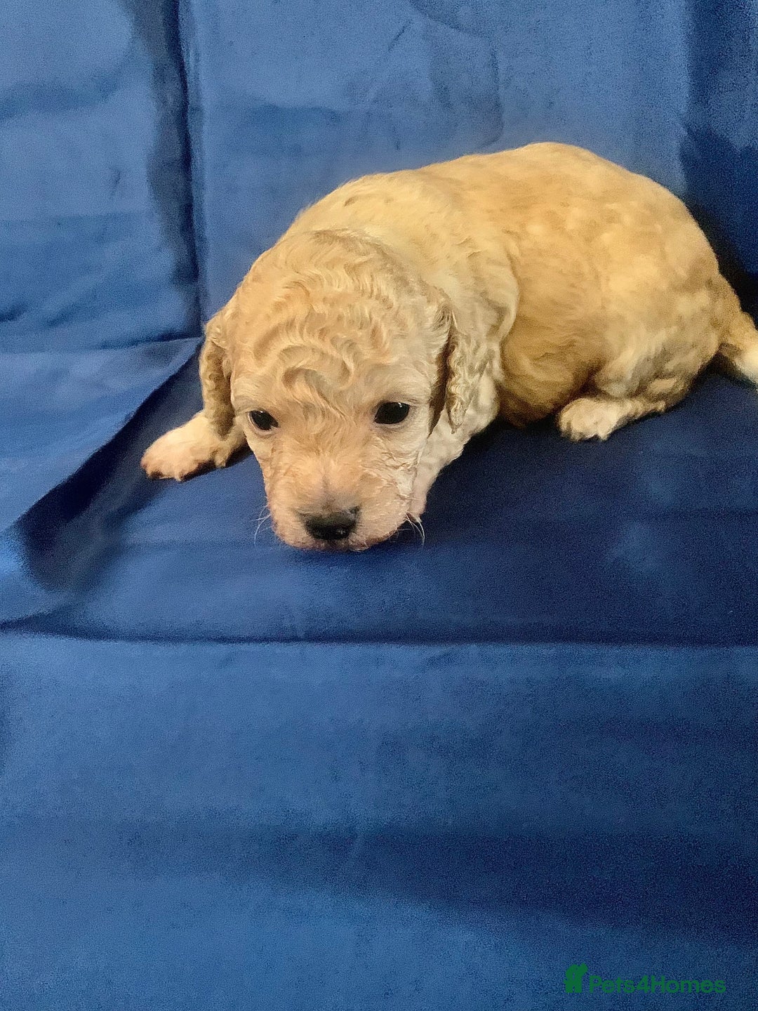 Miniature Poodle dogs for sale: Miniature poodles for sale  2 boys and 3 girls - Advert 13