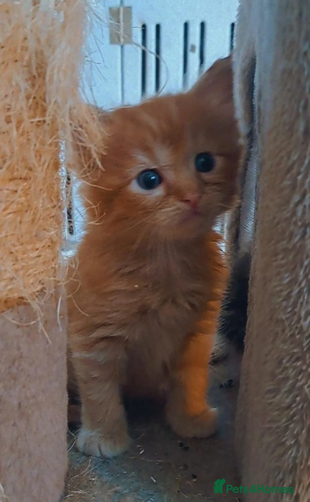 Ragdoll cats for sale: Ragdoll cross Turkish Angora  - Advert 11