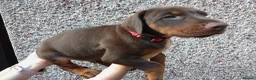 Dobermann dogs for sale: Dobermann puppies - Advert 28