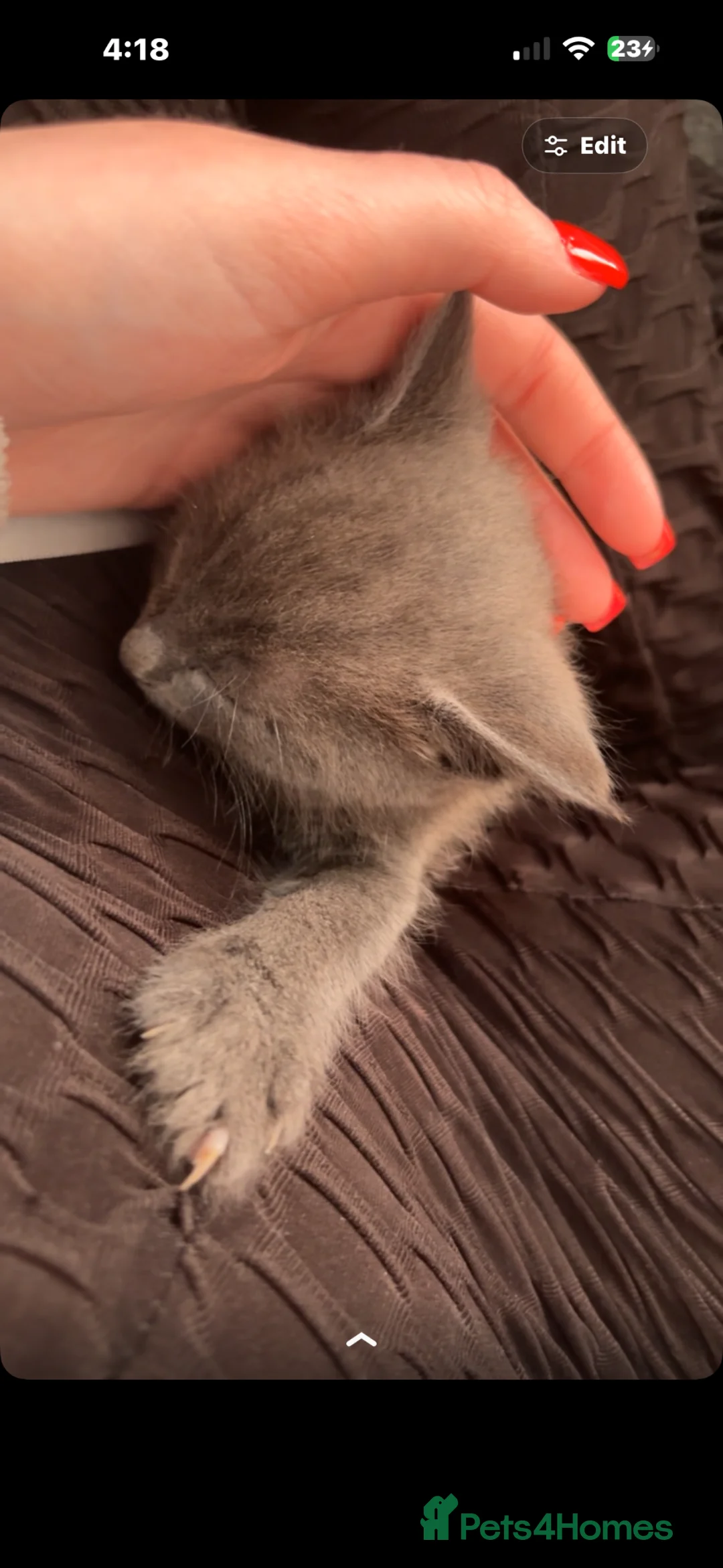 Ragdoll cats for sale: Grey kitten blue eyes  - Advert 2