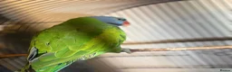 Parakeets birds for sale: Eastern Rosella in Wigan - Advert 7