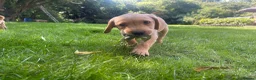 Labrador Retriever dogs for sale: Beautiful Labrador puppies  - Advert 10