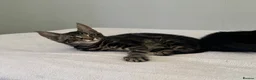Mixed Breed cats for sale: Maine coon cross breed kitten - Advert 3